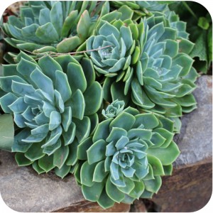 Succulent1