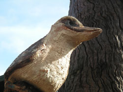 habitat-tree-kookaburra