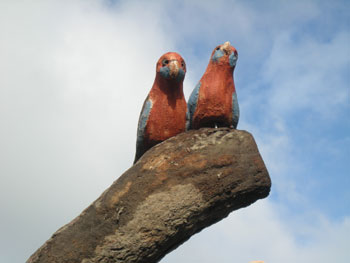 habitat-tree-rosellas