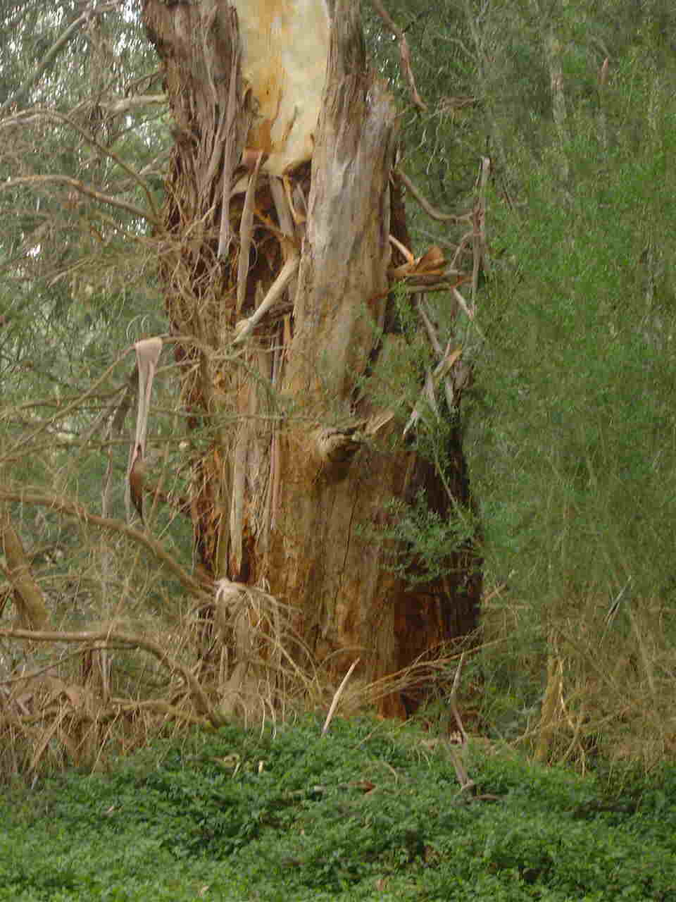 treebark